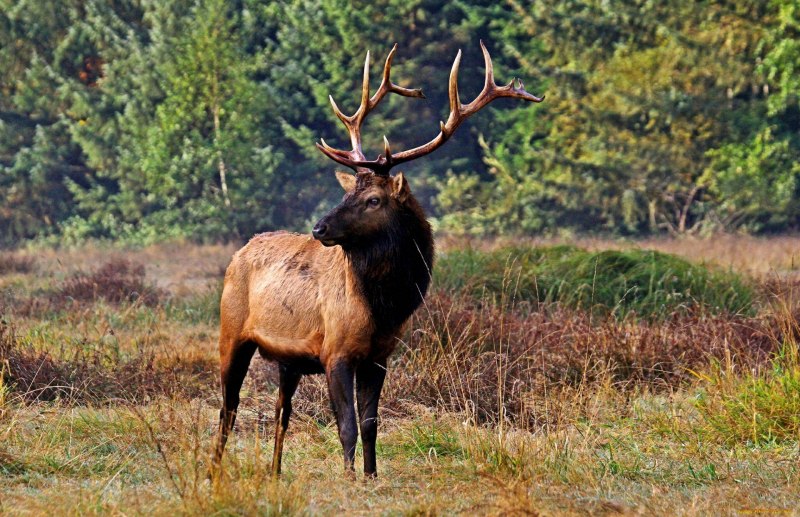 Вапити (Cervus canadensis