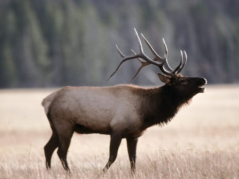 Bull Elk