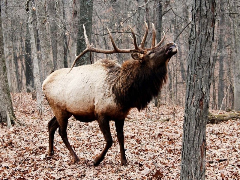 Вапити ареал Wapiti
