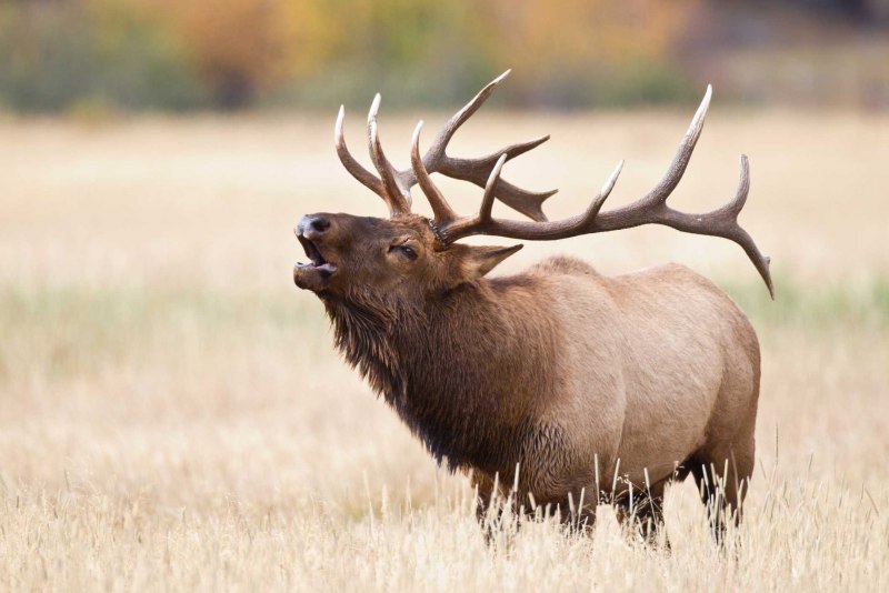 Roosevelt Elk