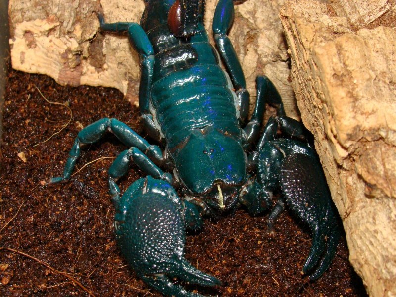 Parioscorpio Venator