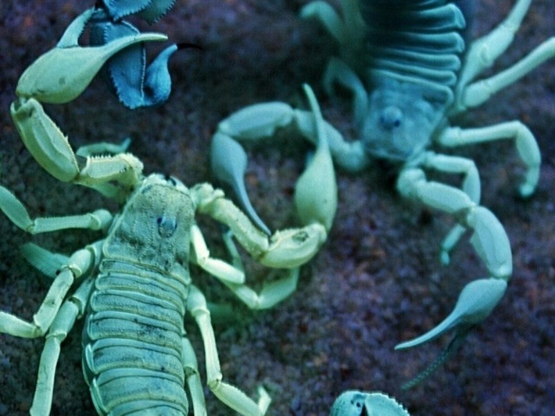 Heterometrus petersii