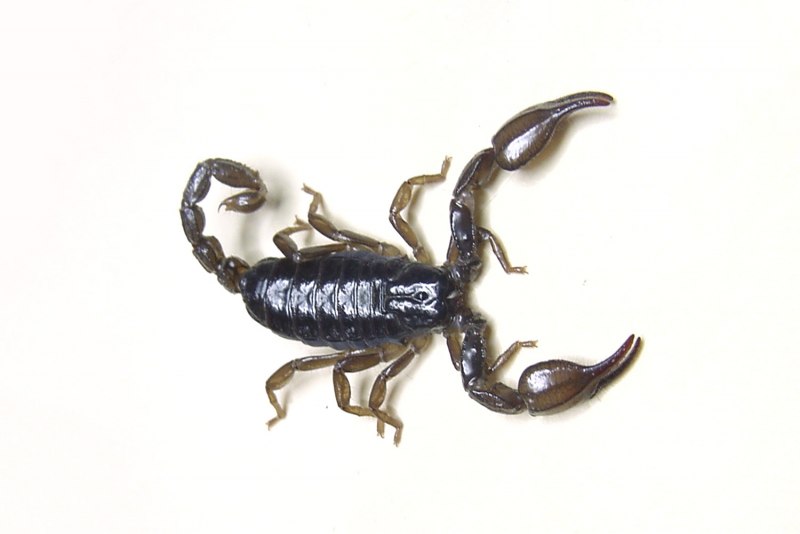 Heterometrus cyaneus