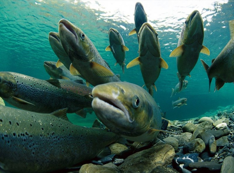 Арктический голец Salvelinus Alpinus