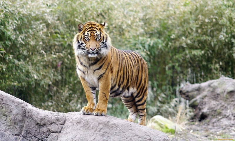 Siberian Tiger Amur Tiger