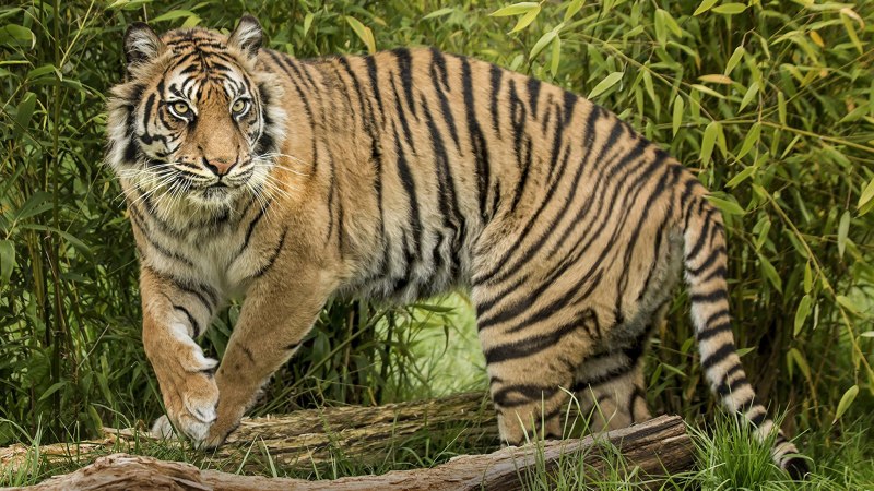 Индокитайский тигр (Panthera Tigris corbetti)
