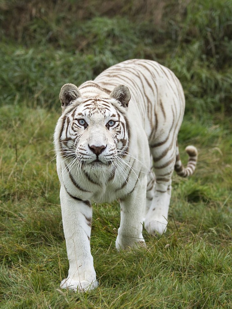 Бенгальский тигр (Panthera Tigris Tigris)