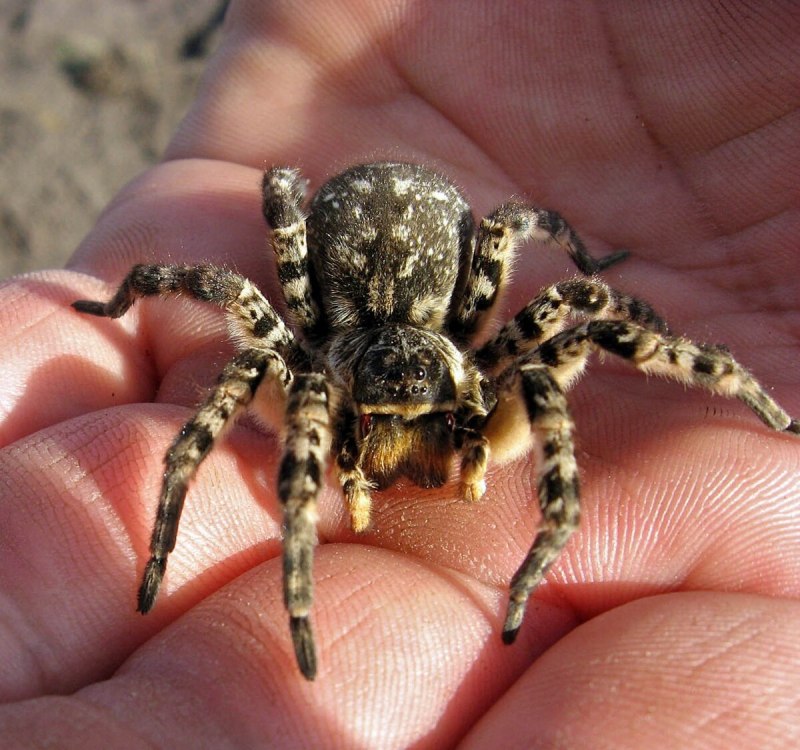 Среднеазиатский тарантул (71 фото)