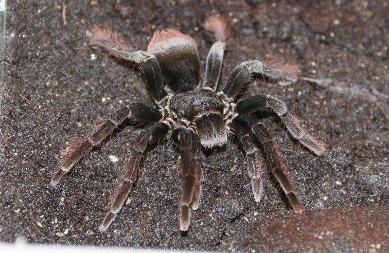 Тарантул Lycosa singoriensis