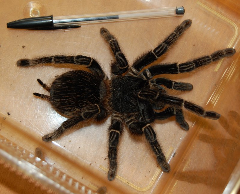 Nhandu coloratovillosus