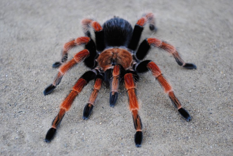 Avicularia taunayi