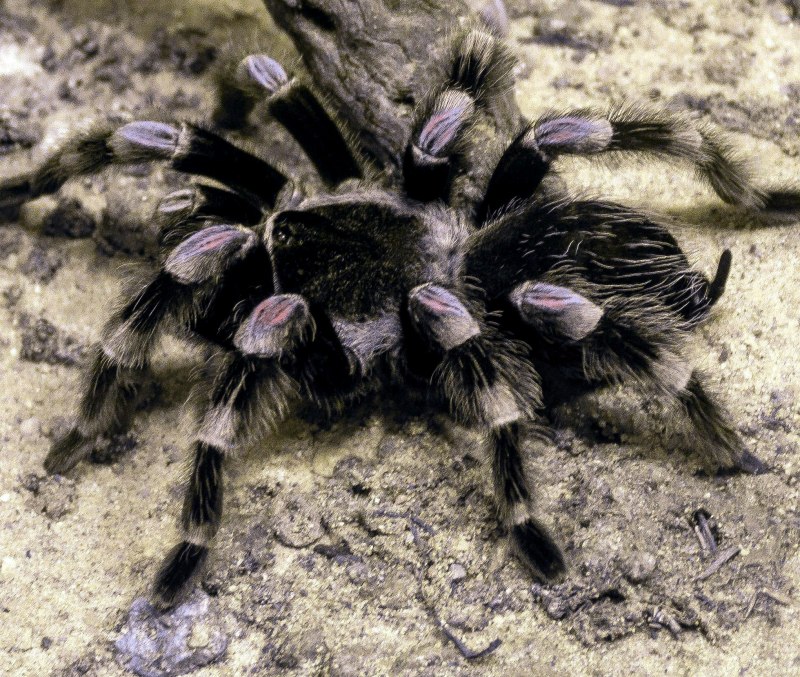 Тарантул Lycosa Narbonensis
