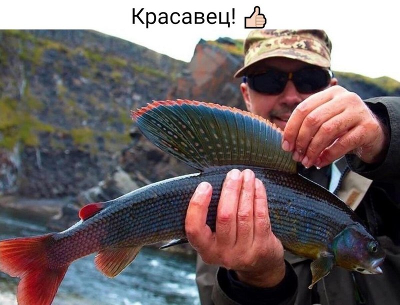 Рыба на деревянном фоне