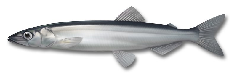 Мойва (лат. Mallotus villosus)