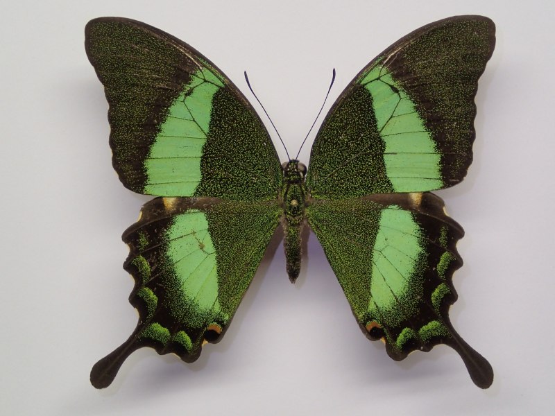 Парусник Палинур Papilio Palinurus