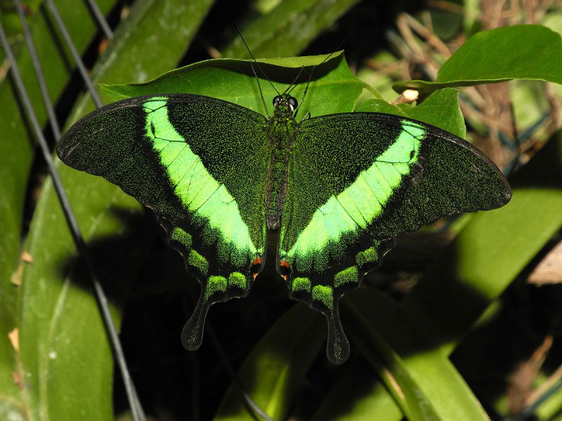 Papilio Palinurus бабочка