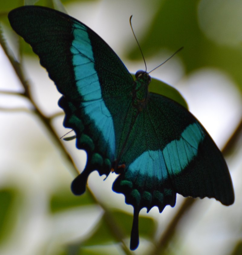 Парусник Палинур Papilio Palinurus