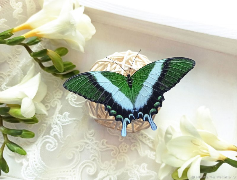Papilio Palinurus голубая