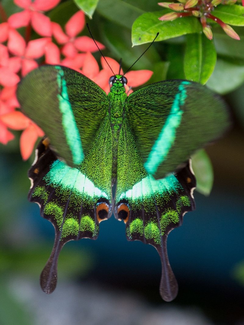 Papilio Palinurus бабочка