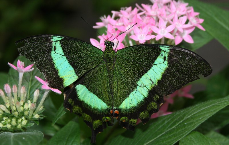 Papilio Palinurus бабочка