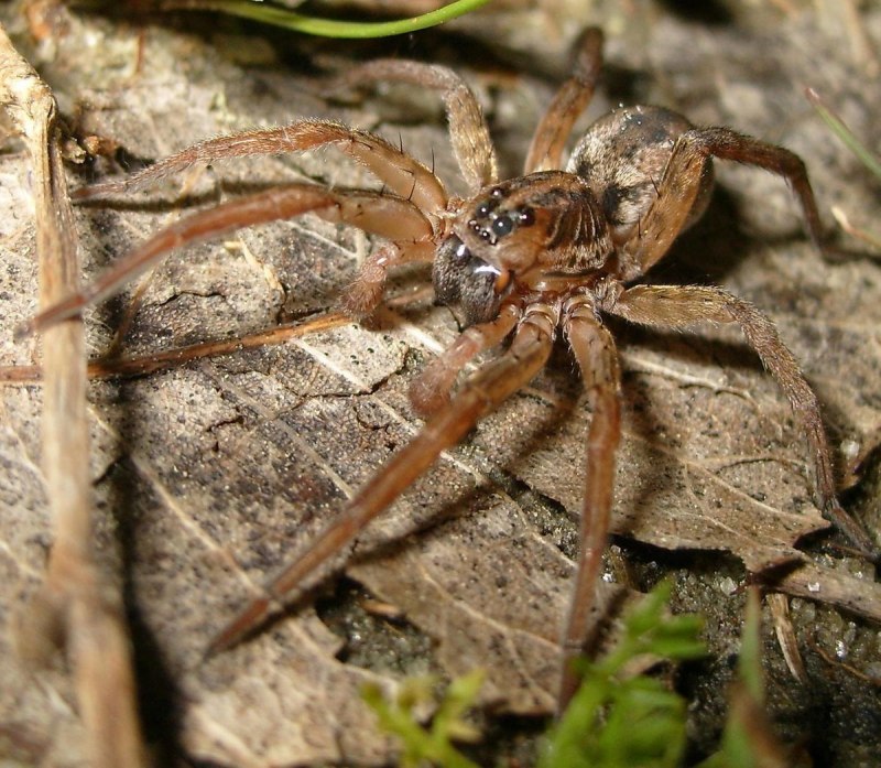 Паук Araneus SP