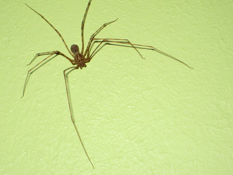 Araneus diadematus - крестовик