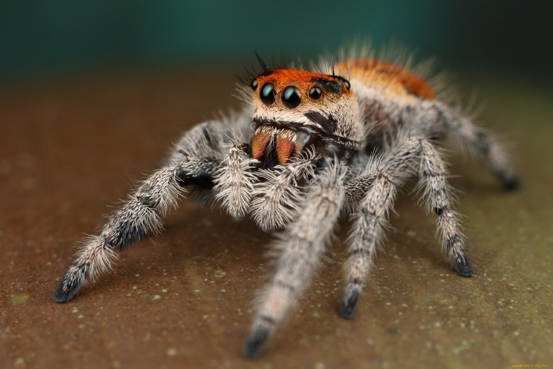 Phidippus Regius female