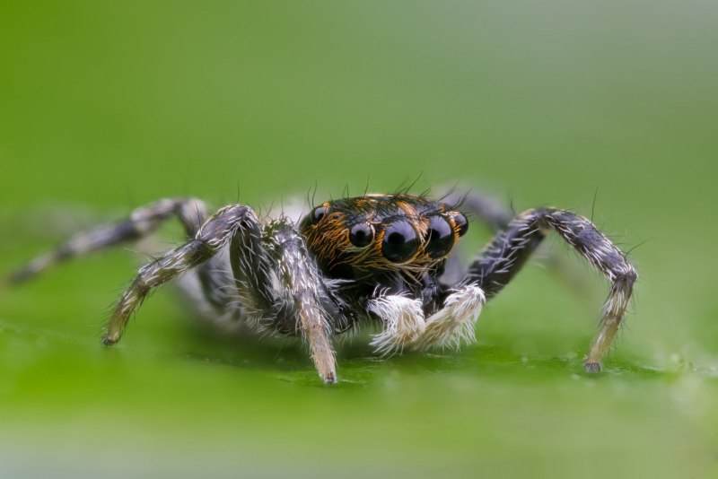 Araneus diadematus - крестовик