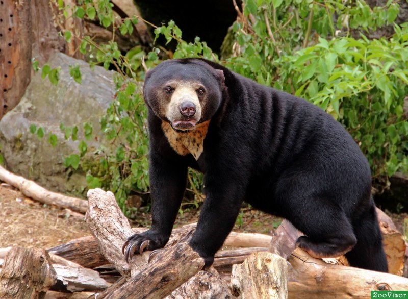 Бируанг медведь (62 фото)