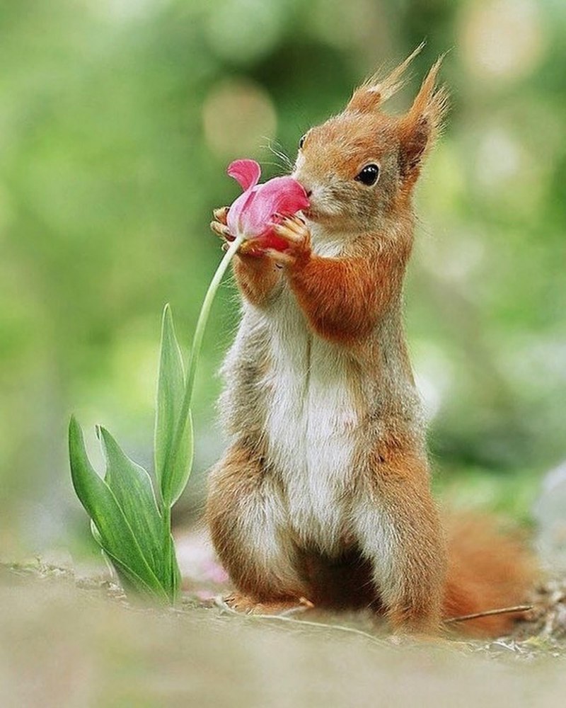 Белка (Sciurus)