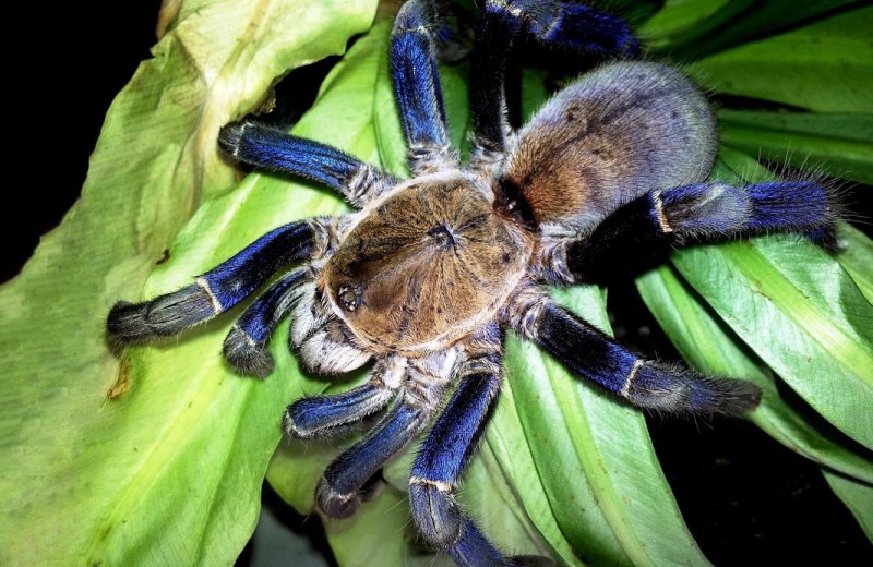 Grammostola mollicoma