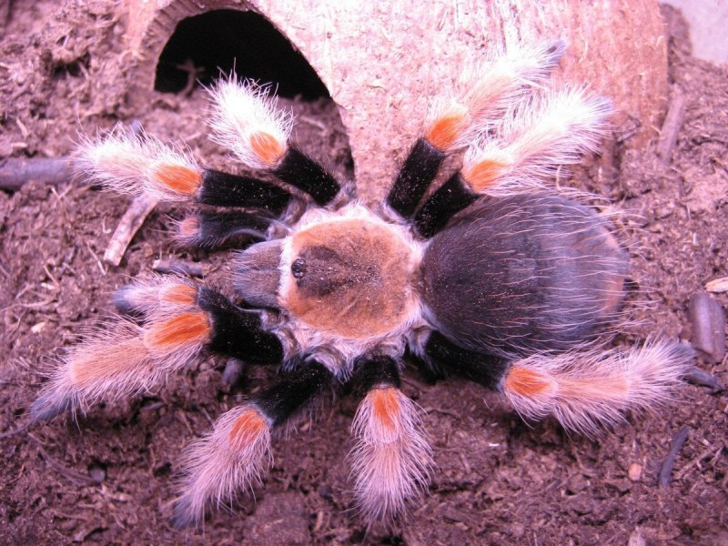 Паук Grammostola pulchra