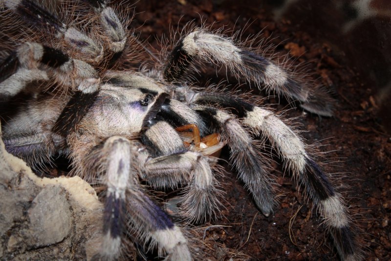 Паук Acanthoscurria geniculata