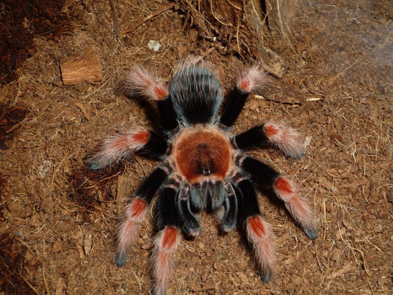 Птицеед Poecilotheria Metallica