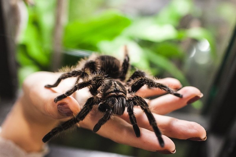 Паук Acanthoscurria geniculata