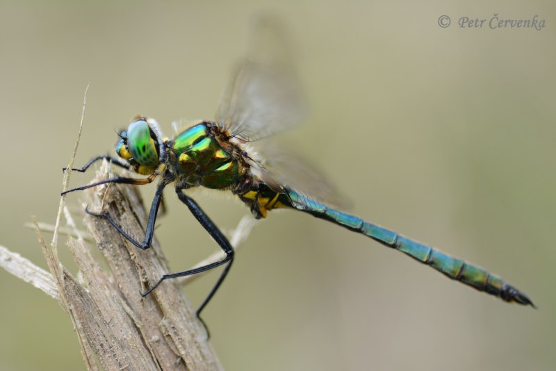 Somatochlora alpestris
