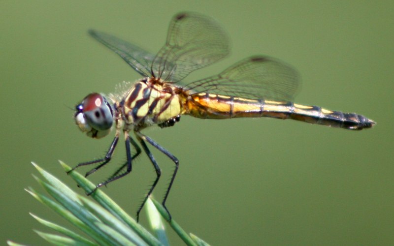 Стрекоза Libellula fulva