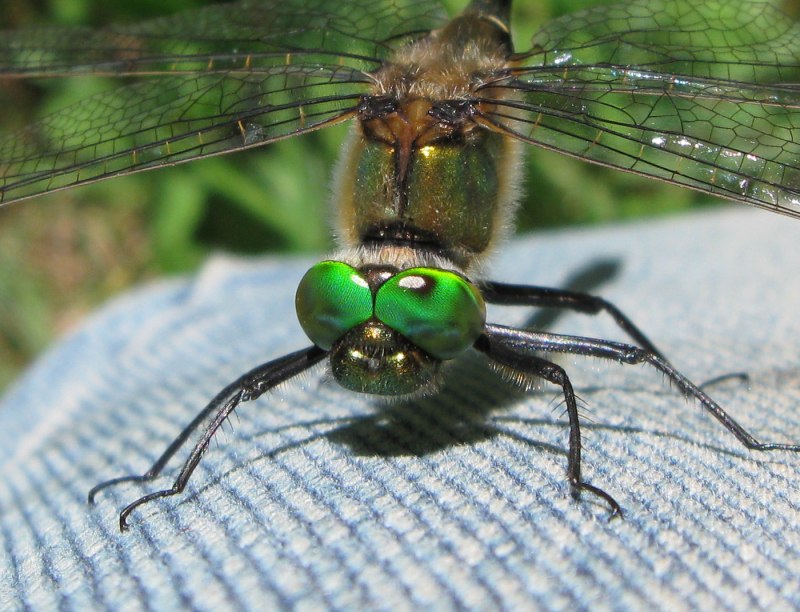 Epitheca bimaculata