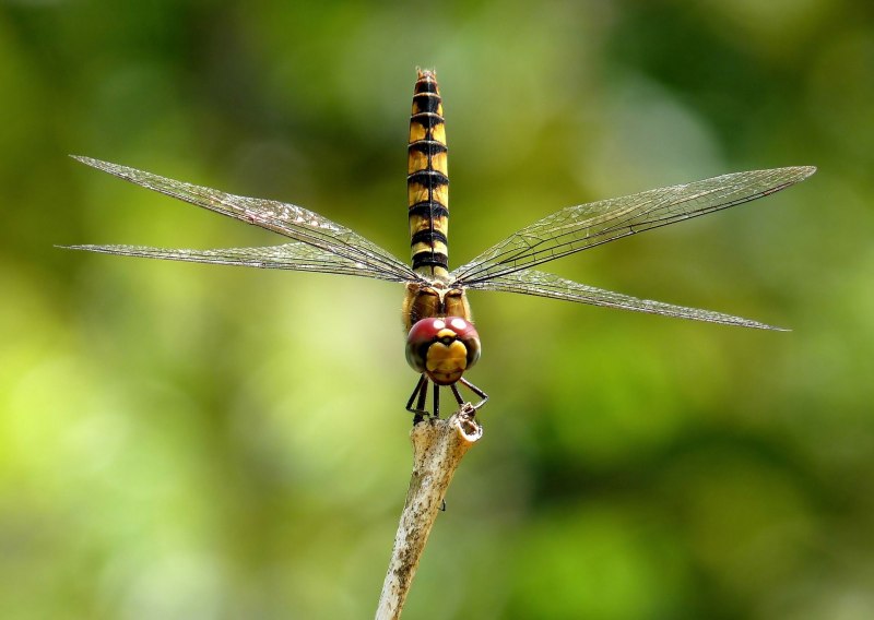 Sympetrum vulgatum
