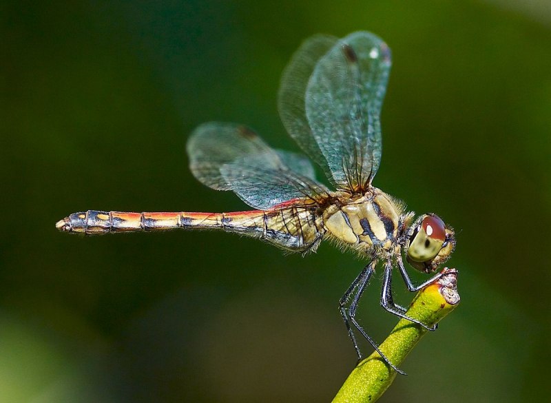 Somatochlora flavomaculata