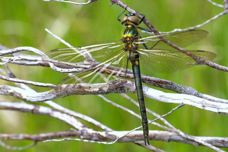 Somatochlora Metallica