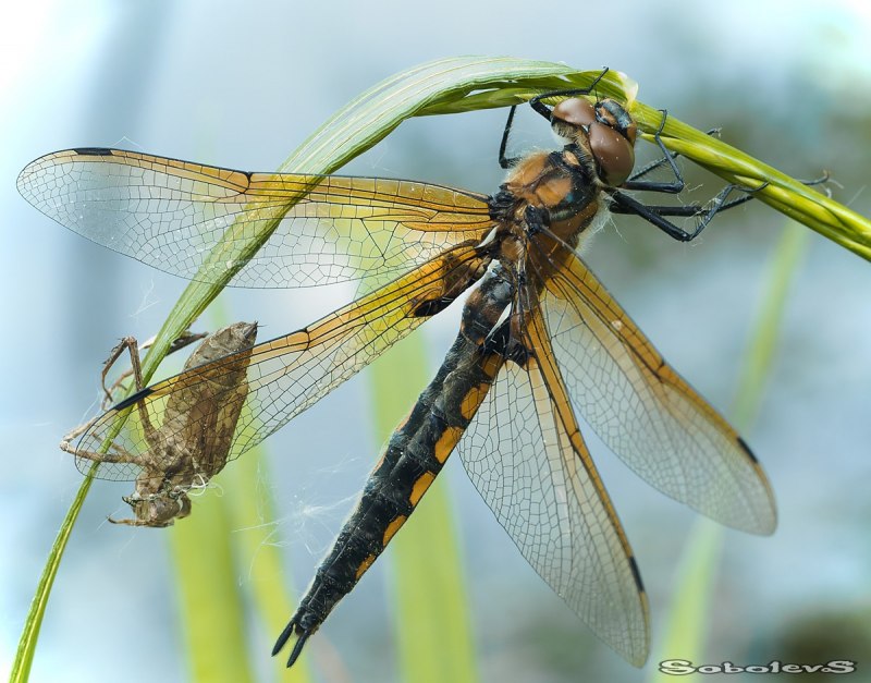 Бабка двупятнистая Epitheca bimaculata (Charpentier, 1825)