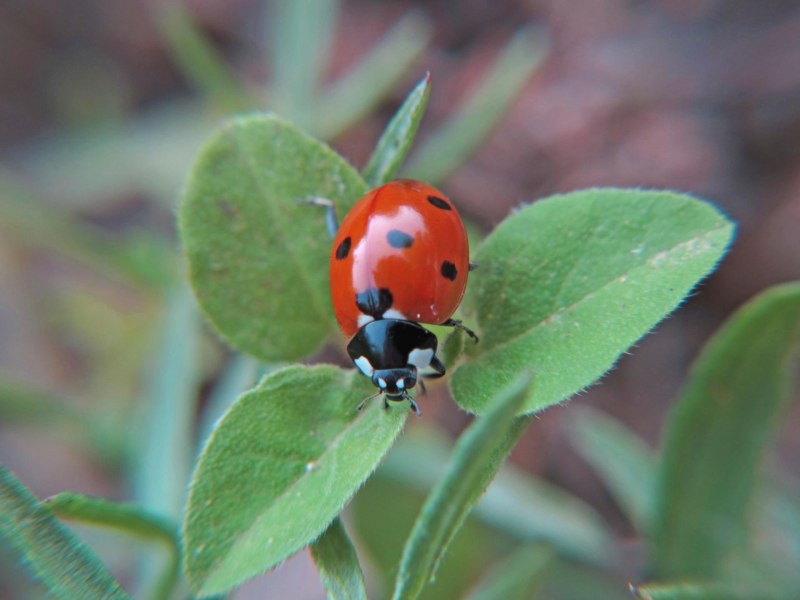 Пестрянка Альпийская Zygaena exulans