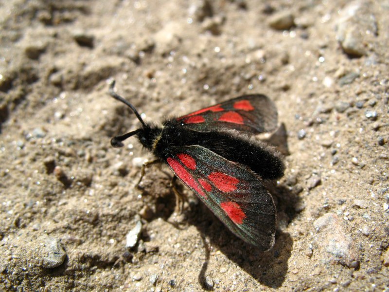 Butterfly лтшму