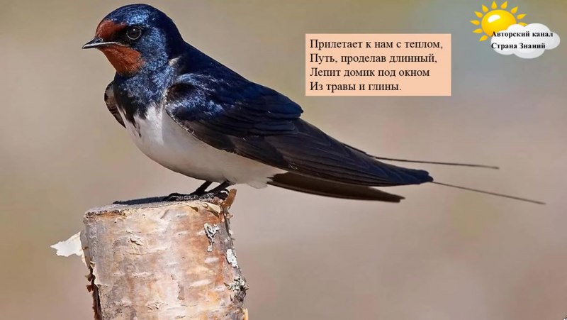 Деревенская Ласточка Касатка