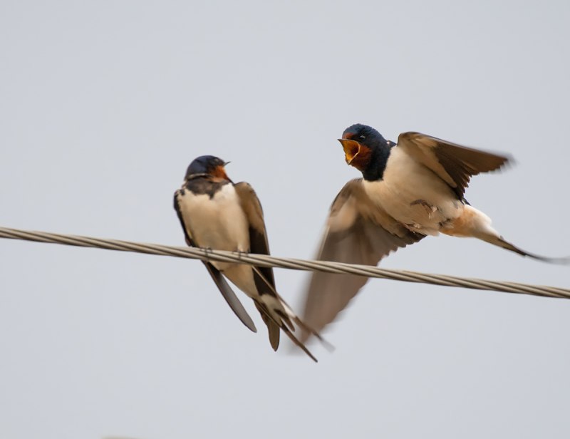 Деревенская Ласточка – Hirundo Rustica