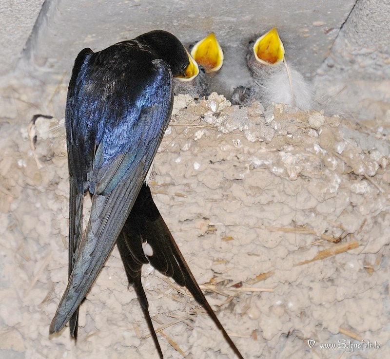 Hirundo Rustica птица