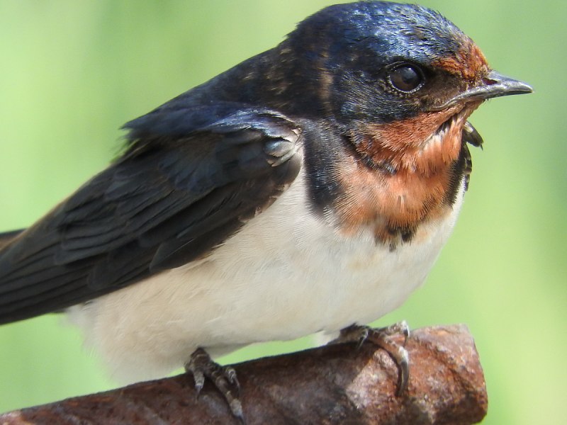 Деревенская Ласточка – Hirundo Rustica