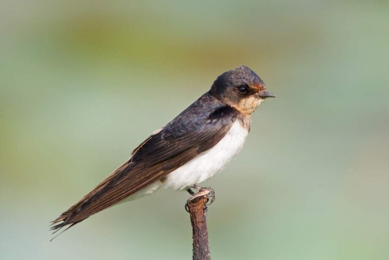 Деревенская Ласточка – Hirundo Rustica