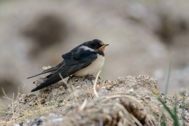 Деревенская Ласточка – Hirundo Rustica